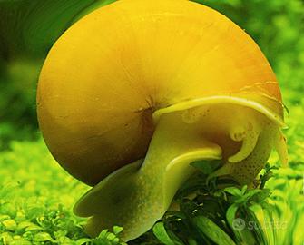 Ampullarie e caridine