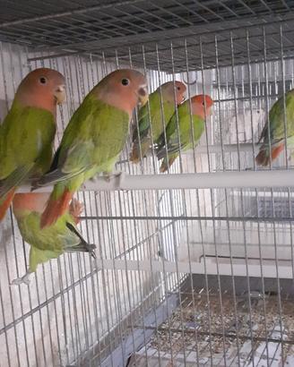 Inseparabili NT
