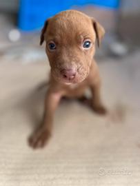 Pit Bull