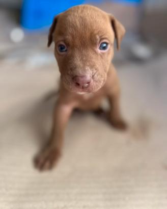 Pit Bull