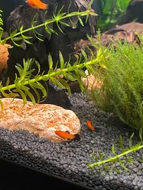 Pesci Platy