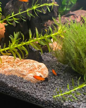 Pesci Platy