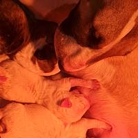 Cuccioli di Bull Terrier