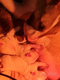 Cuccioli di Bull Terrier