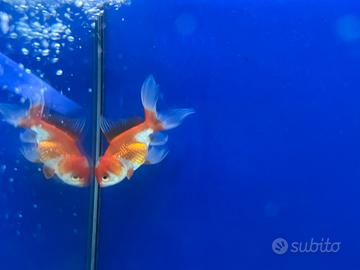 Testa di leone grado B 10 cm Coppia