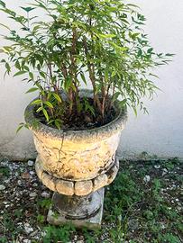 Vasi  in cemento