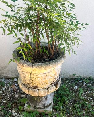 Vasi  in cemento
