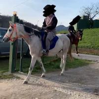 Cavallo purosangue arabo