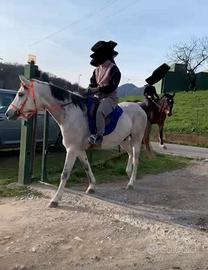 Cavallo purosangue arabo