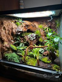 terrario tropicale zoo med 45x45x45