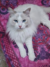 Maschietto ragdoll di 2 anni e mezzo