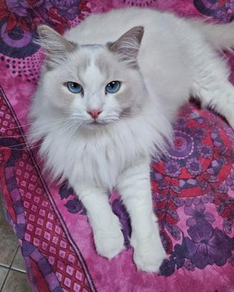Maschietto ragdoll di 2 anni e mezzo