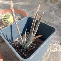 pianta di aloe