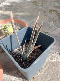 pianta di aloe