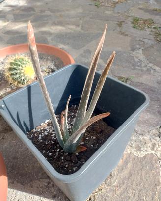 pianta di aloe