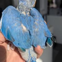 Pappagalli viola turchese cleartail