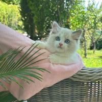 Ragdoll cucciolo maschio disponibile