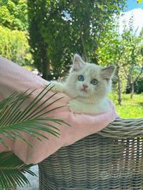 Ragdoll cucciolo maschio disponibile