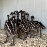 Emù baby - Dromaius novaehollandia