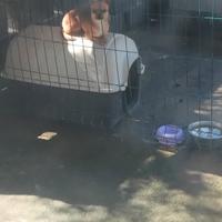 Chihuahua