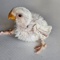 Pullo di inseparabile