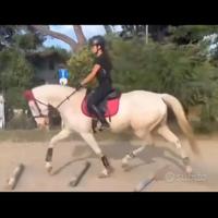 Lusitano cremello