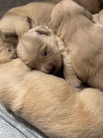 Cuccioli Golden Retriever 22/09/2026