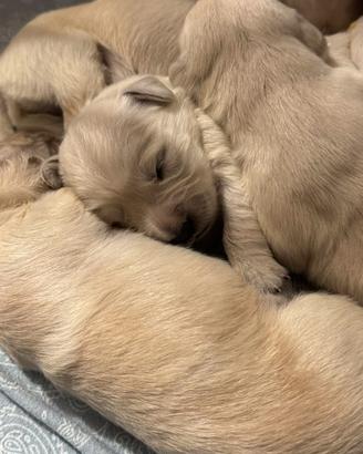 Cuccioli Golden Retriever 22/09/2026