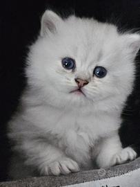 British longhair occhi blu ?
