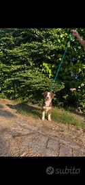Australian shepherd con pedigree