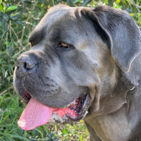 CANE CORSO. Cuccioli selezionati