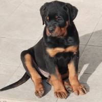 Cuccioli di Rottweiler