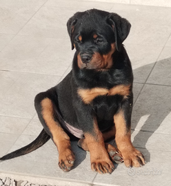 Cuccioli di Rottweiler