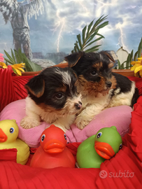 Nuova Cucciolata Yorkshire Biewer Terrier