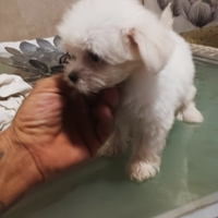 Cucciolo di maltese toy coreano