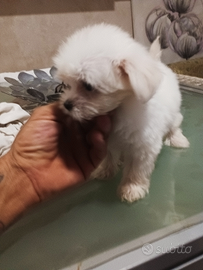 Cucciolo di maltese toy coreano