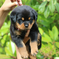 Cuccioli di rottweiler