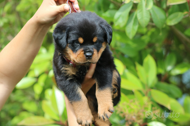 Cuccioli di rottweiler