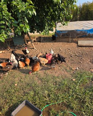 Animali da cortile