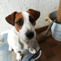 Jack Russell Terrier pedigree roi