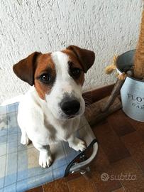 Jack Russell Terrier pedigree roi