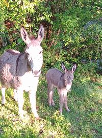 Asina 6 anni con puledro