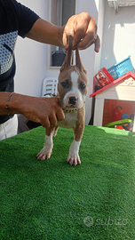 American Pitbull terrier