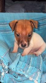 Cucciolo di Jack Russell