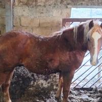 Stallone maschio 18 mesi di vita