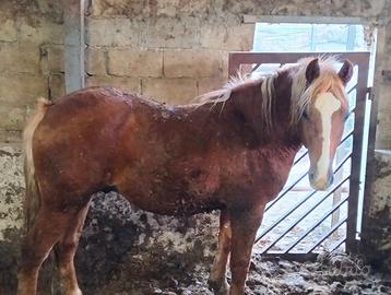 Stallone maschio 18 mesi di vita