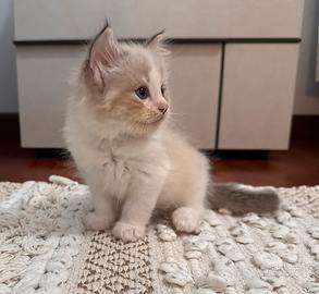 Cucciolo Ragdoll femmina Udine