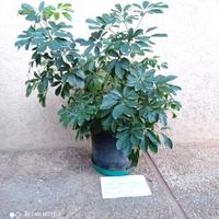 Pianta d'appartamento SCHEFFLERA ARBORICOLA