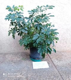 Pianta d'appartamento SCHEFFLERA ARBORICOLA