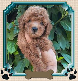 Barboncino Toy pedigree ENCI 